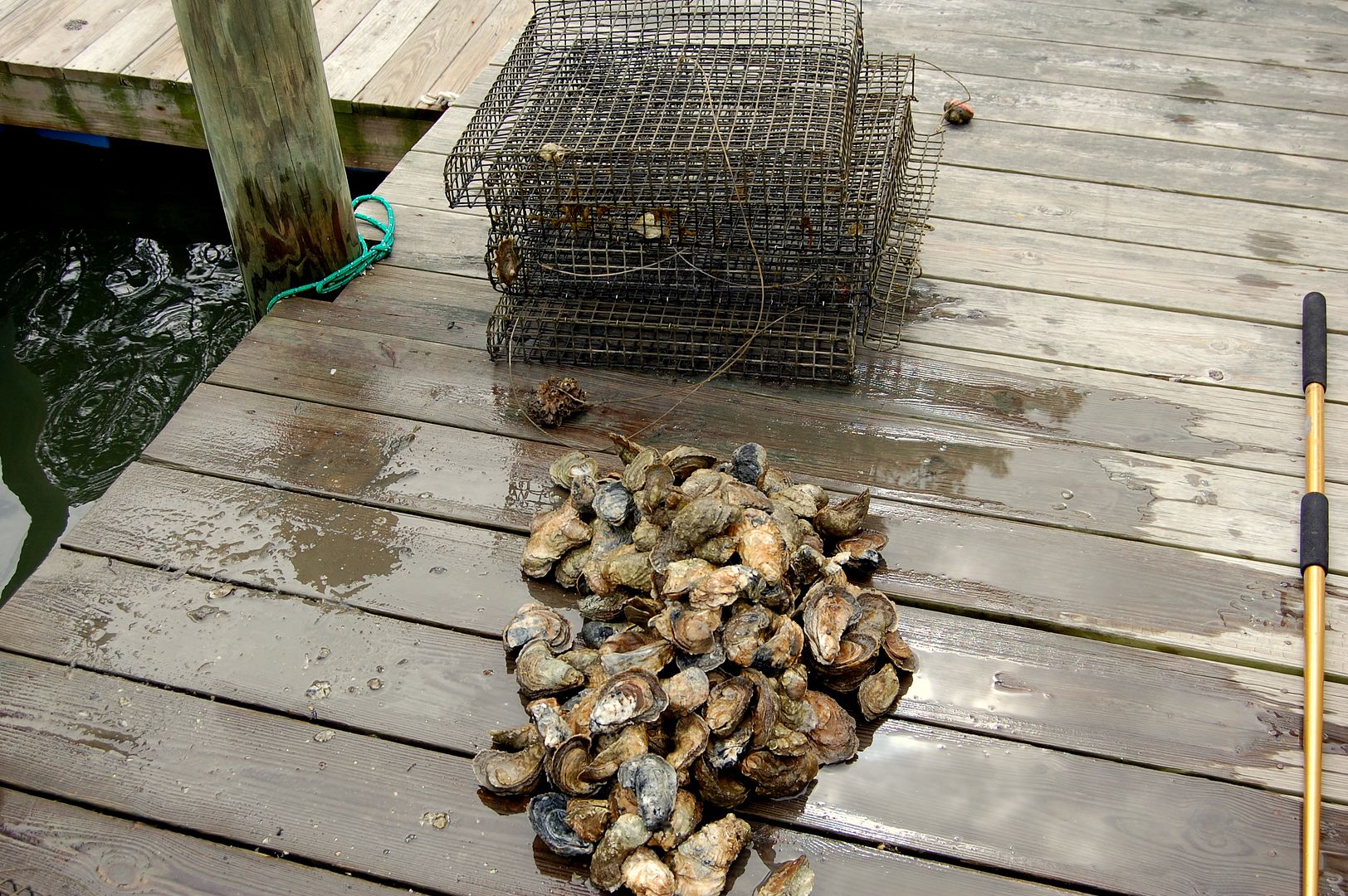 Oyster Aquaculture